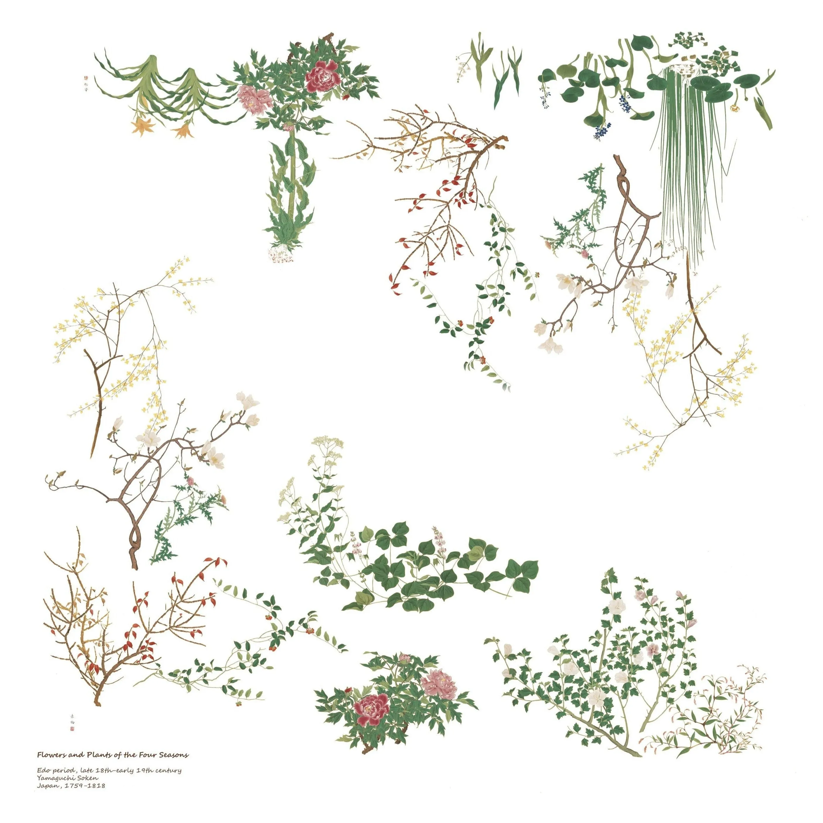 Silk Scarf: Flowers and Plants
